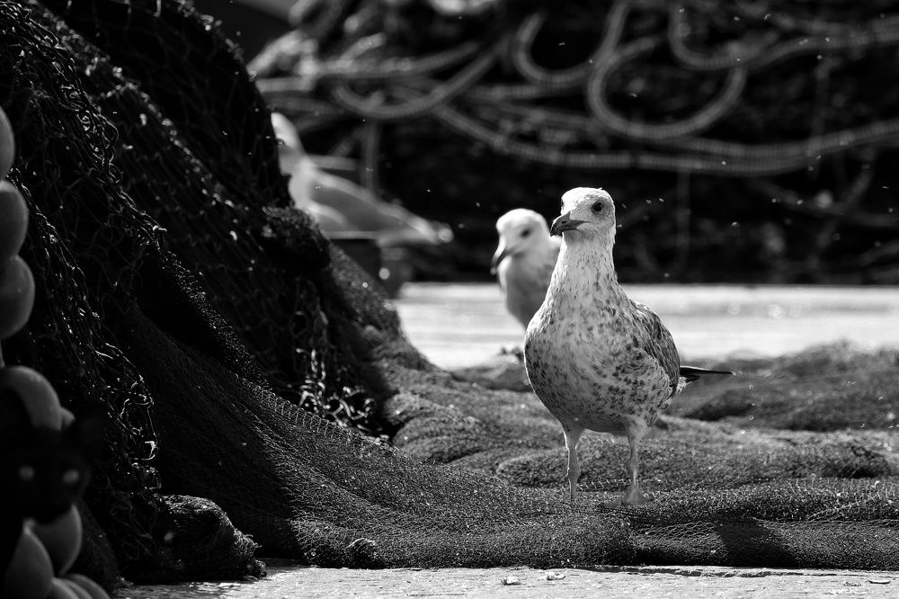 Фотография автора Ilyes Benaissa