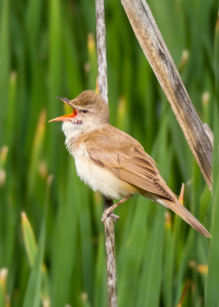 Photograph by Ayoub Kebbour