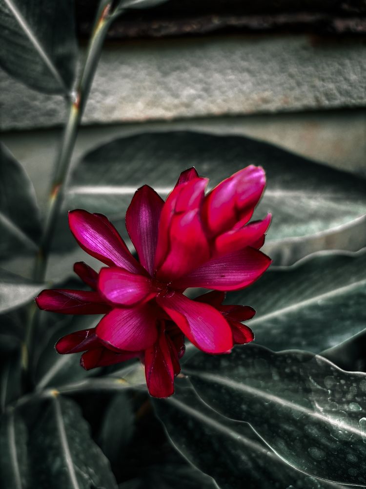 Photograph by Akshay Chauhan