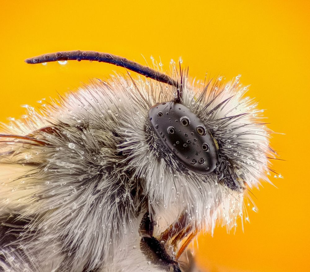 Anthophora bee - Famille apidae