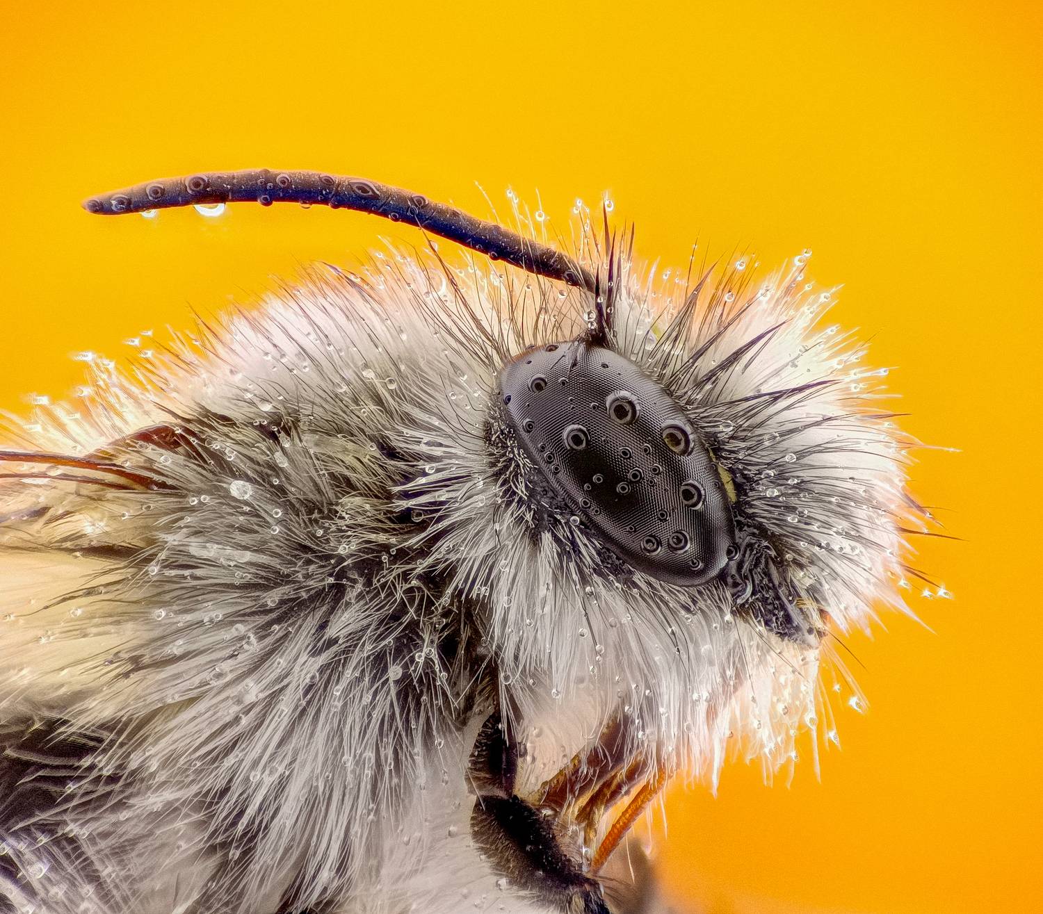 Anthophora bee - Famille apidae