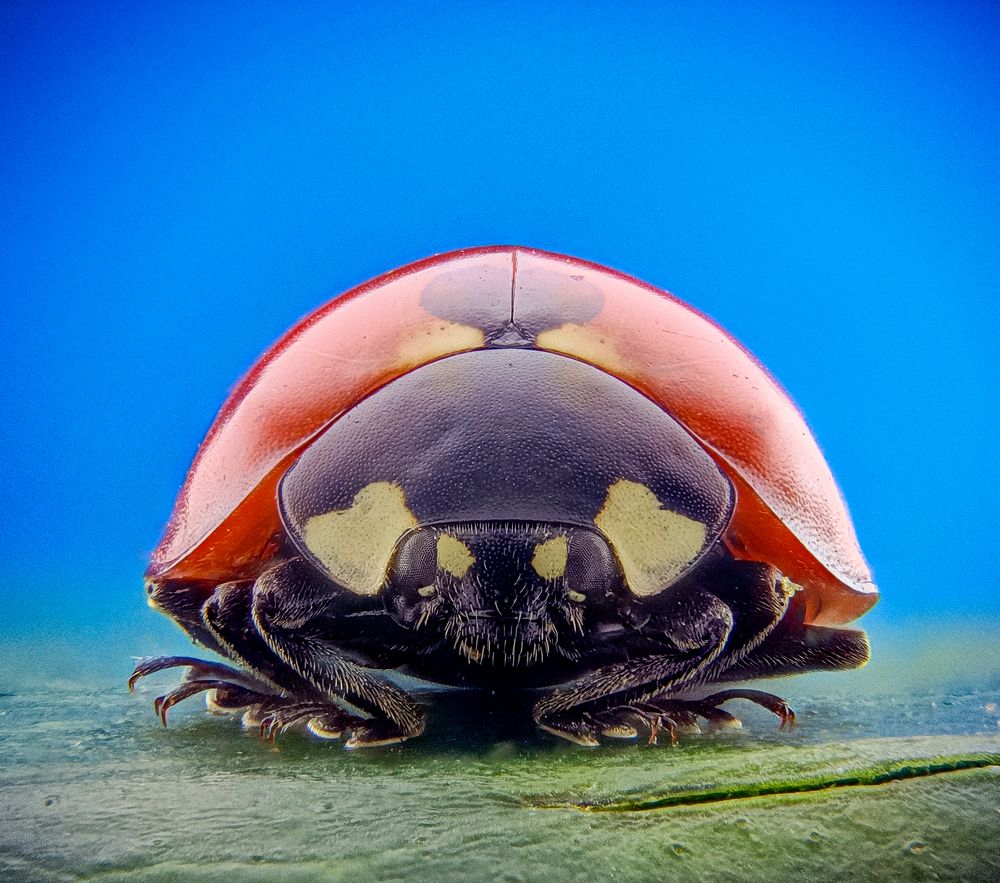 Ladybug