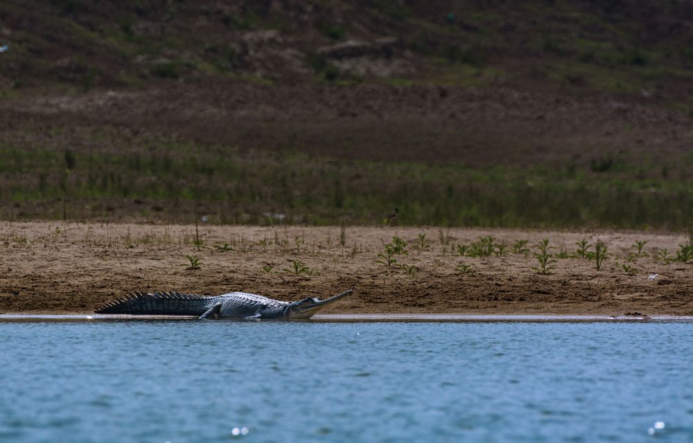 Photograph by Soumendu Das