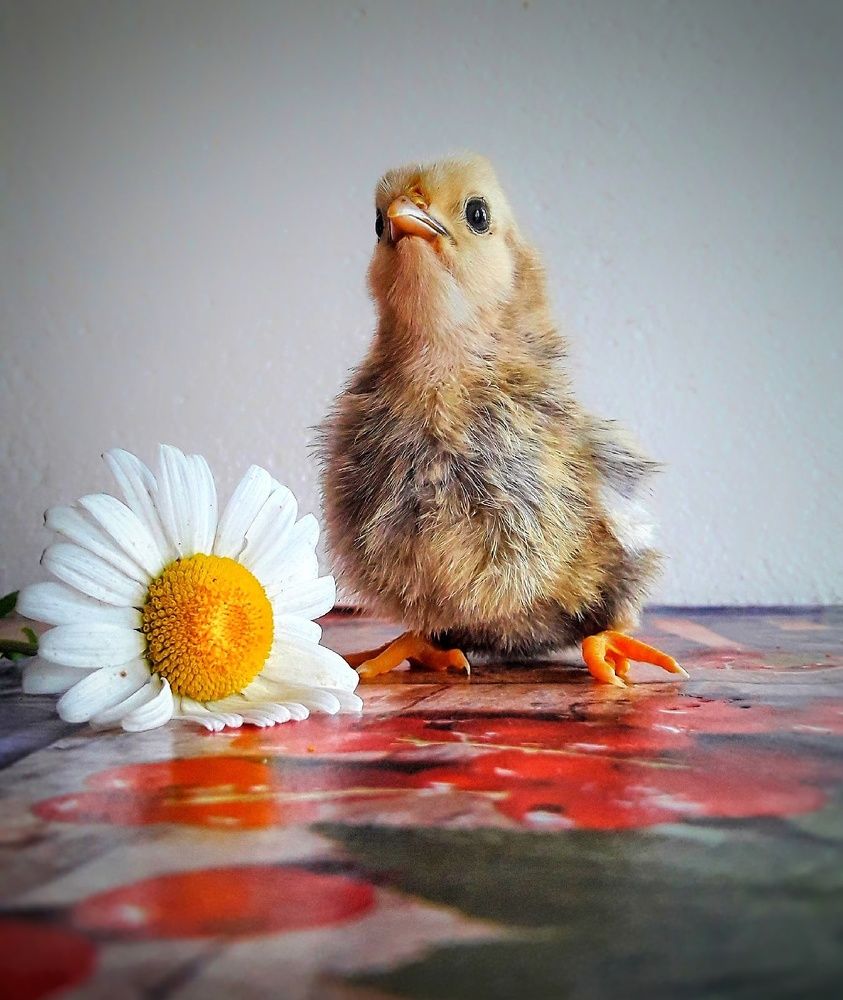 Photograph by Марина Мальцева