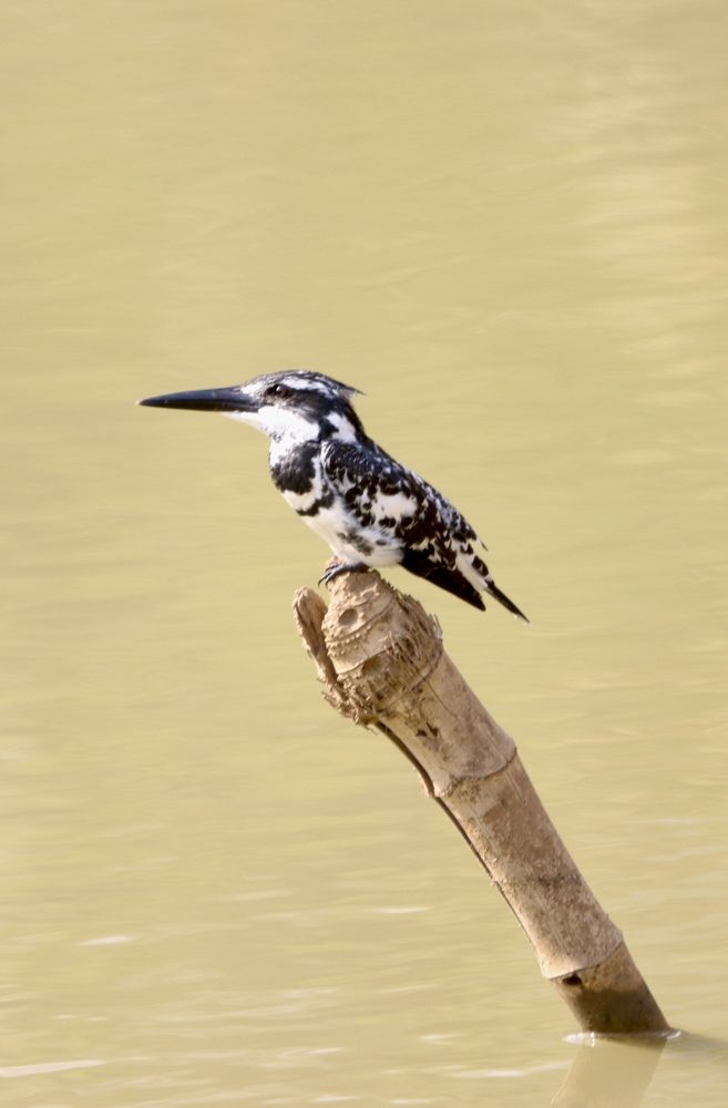 Pied Kingfisher.