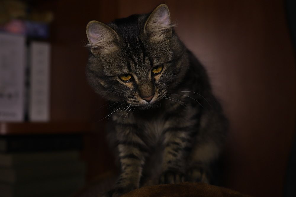 Photograph by Константин Лагоденко