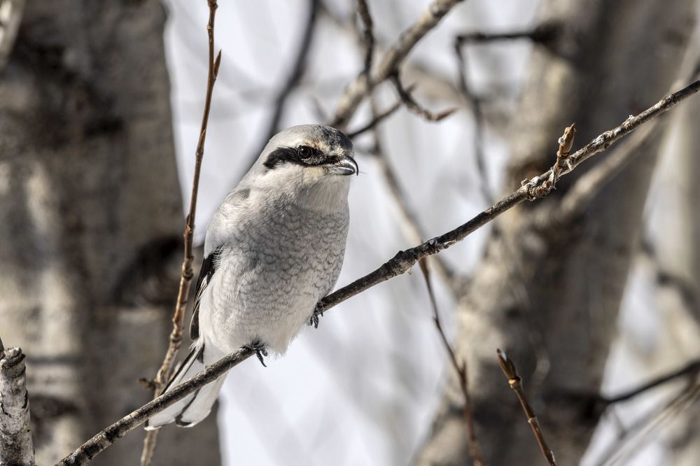 Фотография автора Clement Roy