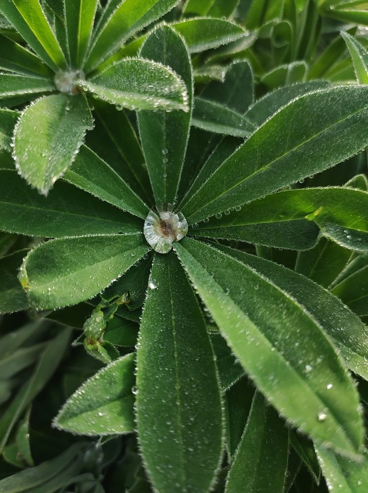 Фотография автора Irina Linina