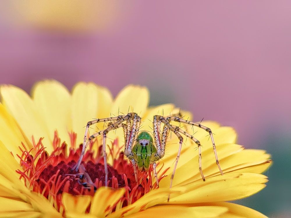 Фотография автора RAHUL SAHA