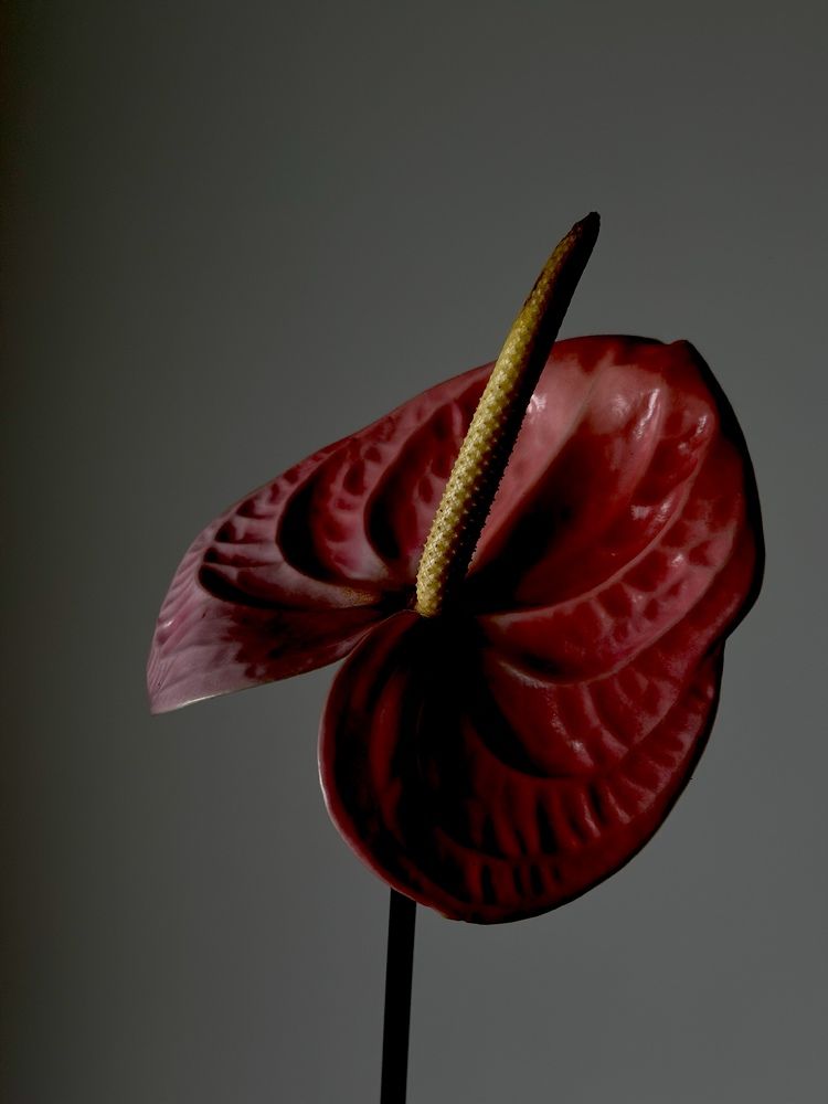 Photograph by Irina Kolotova