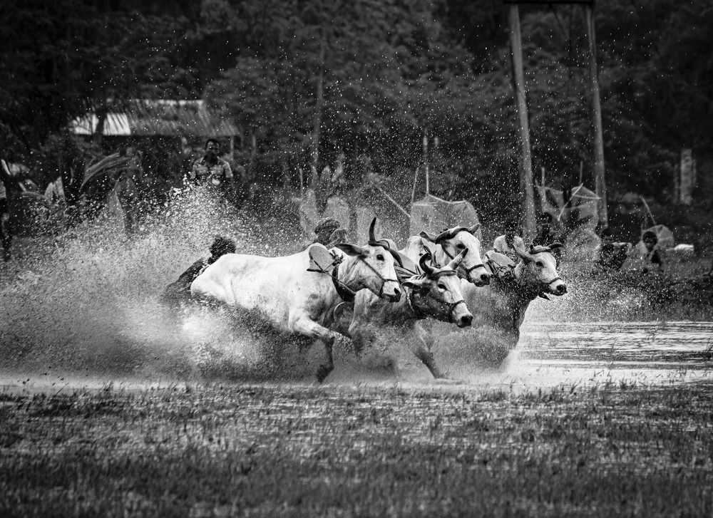Cattle race in a Rural village in India