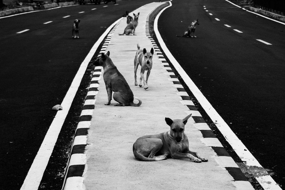 Photograph by biswajit sahani