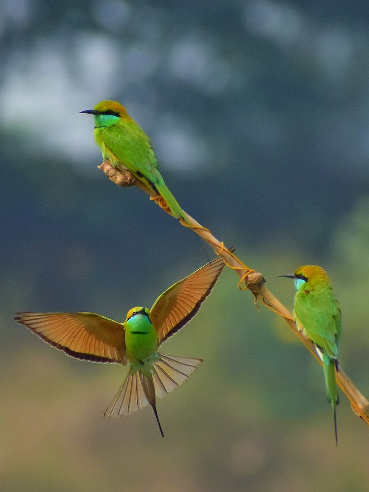 Photograph by SAPTARSHI PAL