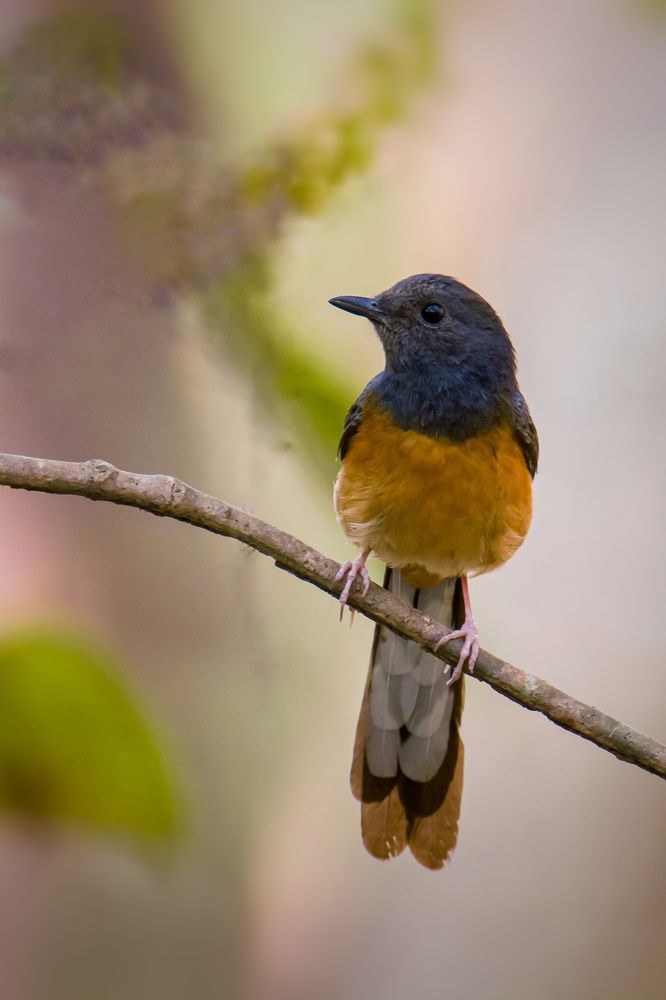 Photograph by sunil agadi