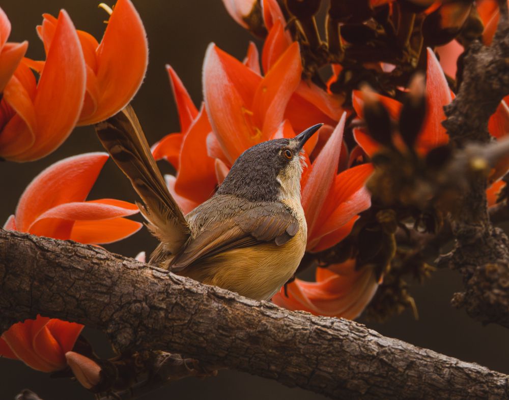 Фотография автора Harshit suryawanshi