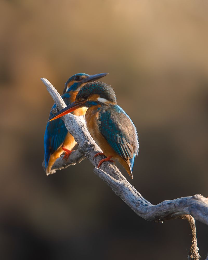 Фотография автора Harshit suryawanshi