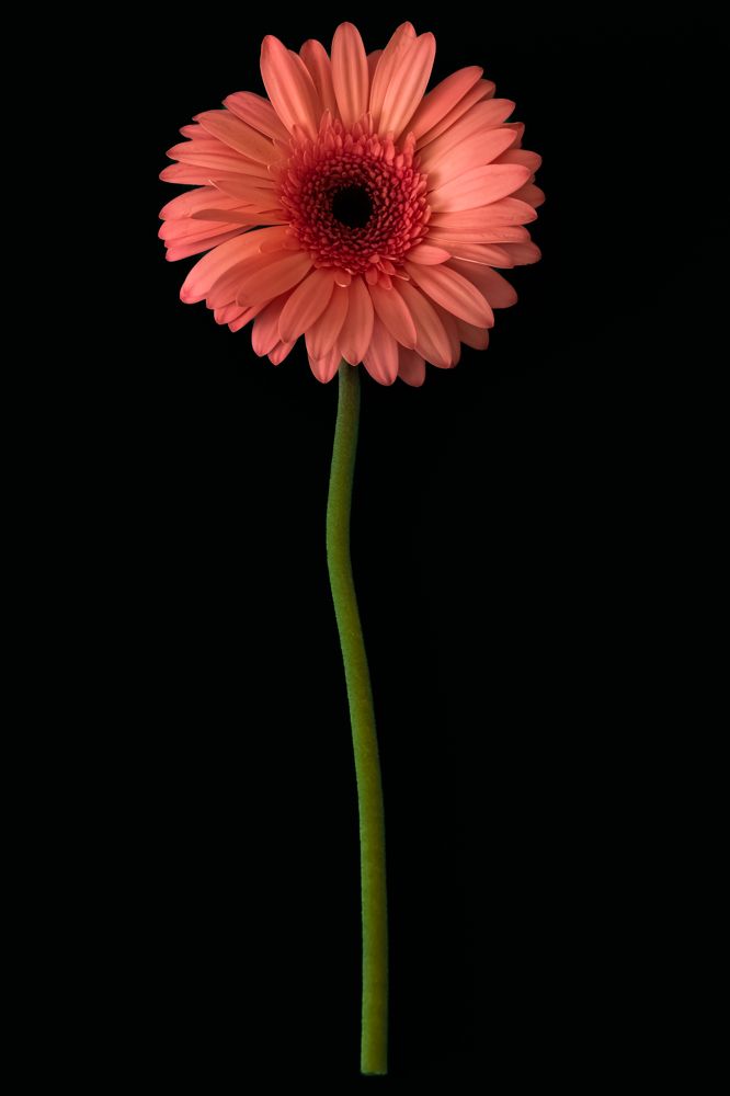 Gerbera