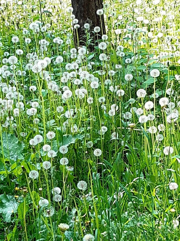 Фотография автора Наталья Шендяпина