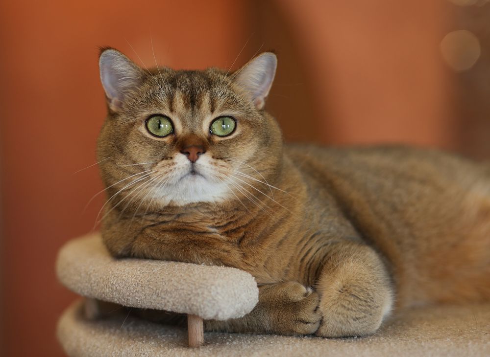 Photograph by Елена Анучина