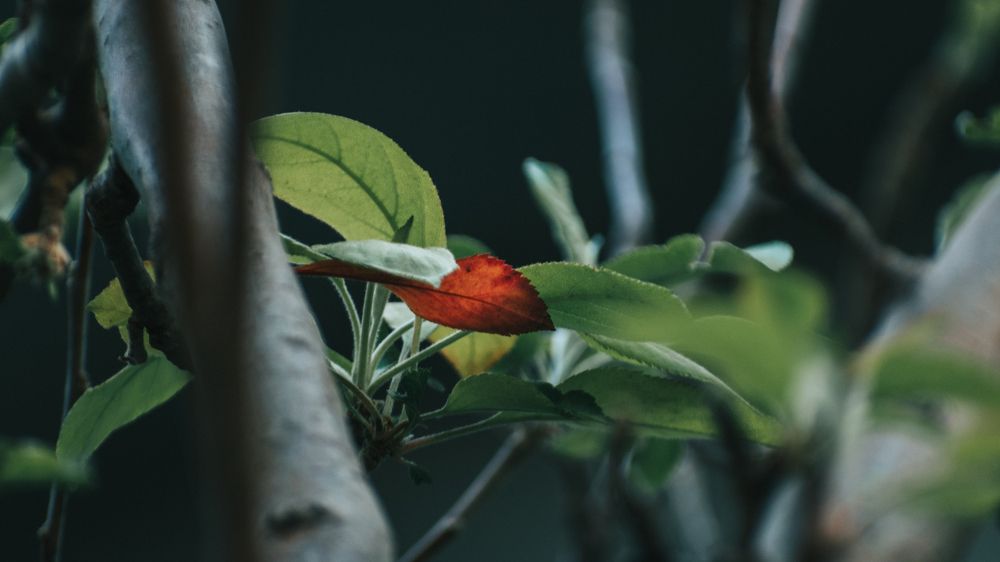 Photograph by Mazen Abdennadher