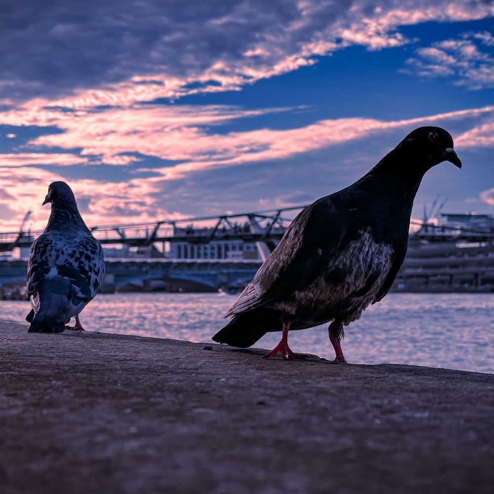 Фотография автора  Syed Mortuza Hussain