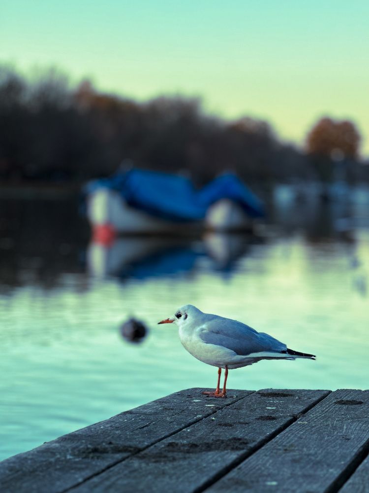 Фотография автора  Syed Mortuza Hussain