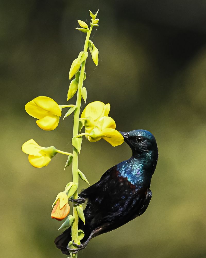 Photograph by Prism Sahu