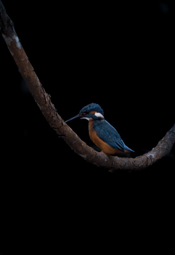 Photograph by Abhijith A S