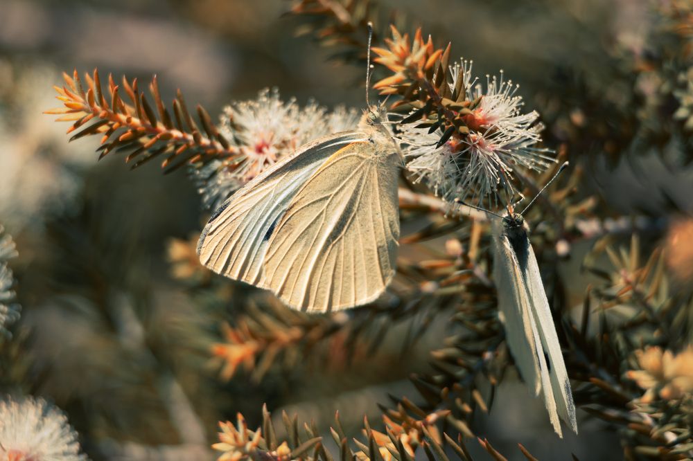 White Cabbage Butterfly