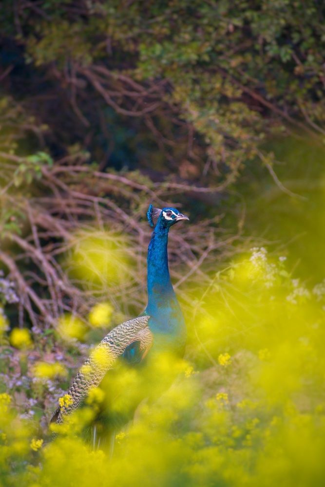 Photograph by Sanatan Sadhu