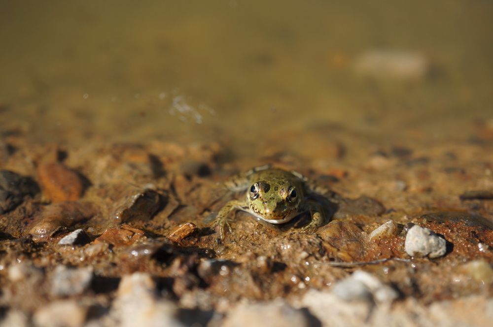 Лягушка на отдыхе