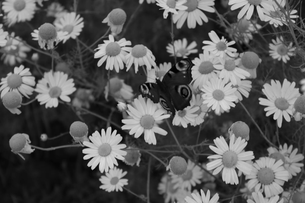 Photograph by Елена Коробченко