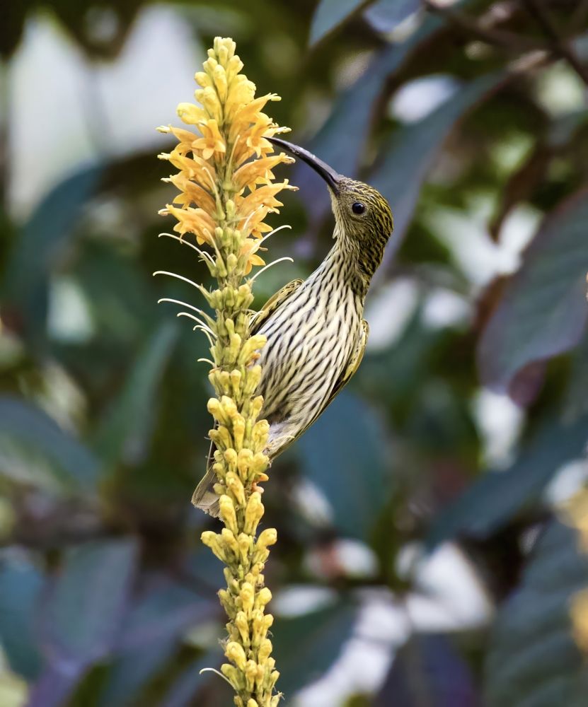 Photograph by SREENIVASA RAO ILLURI