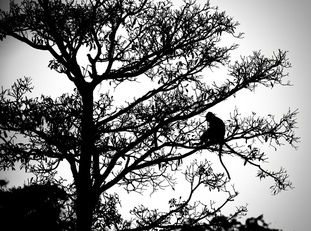 Photograph by SREENIVASA RAO ILLURI