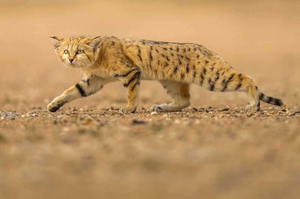 Photograph by Ahmed Sobhi