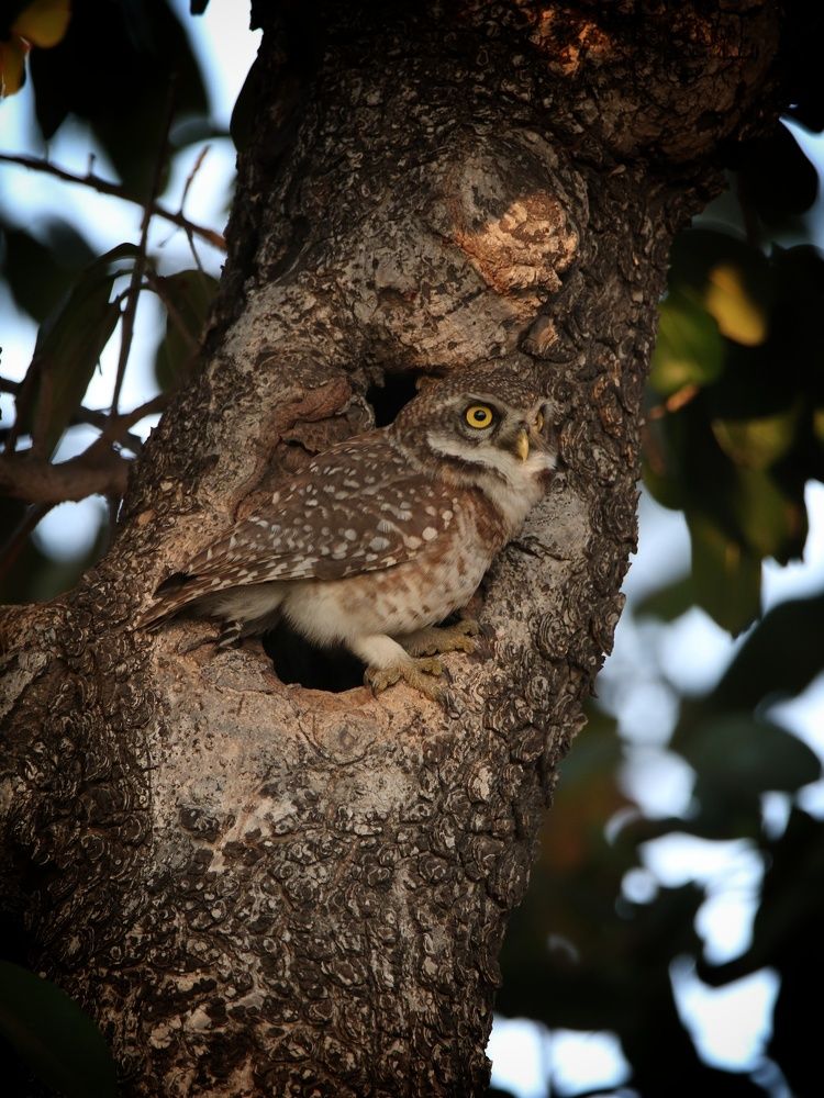 Photograph by Premal Nandpal