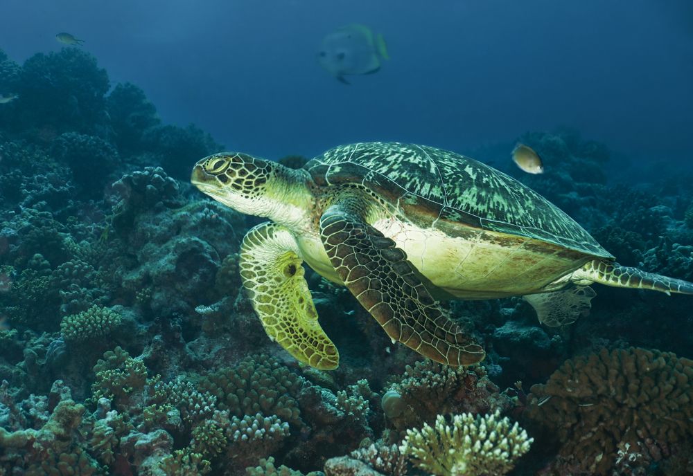 Photograph by Валерий Одинцов