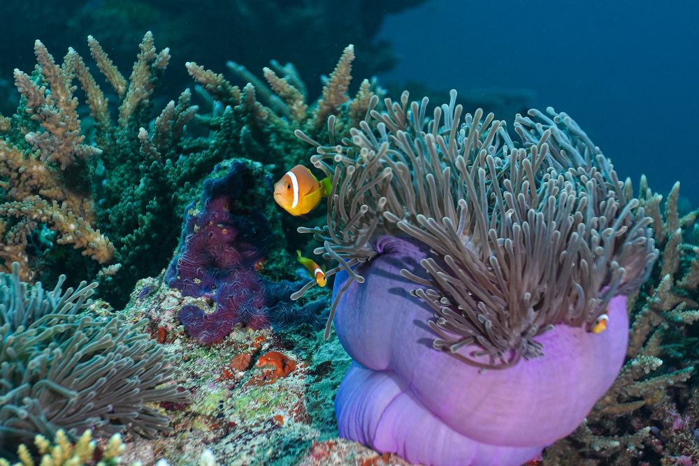 Photograph by Валерий Одинцов