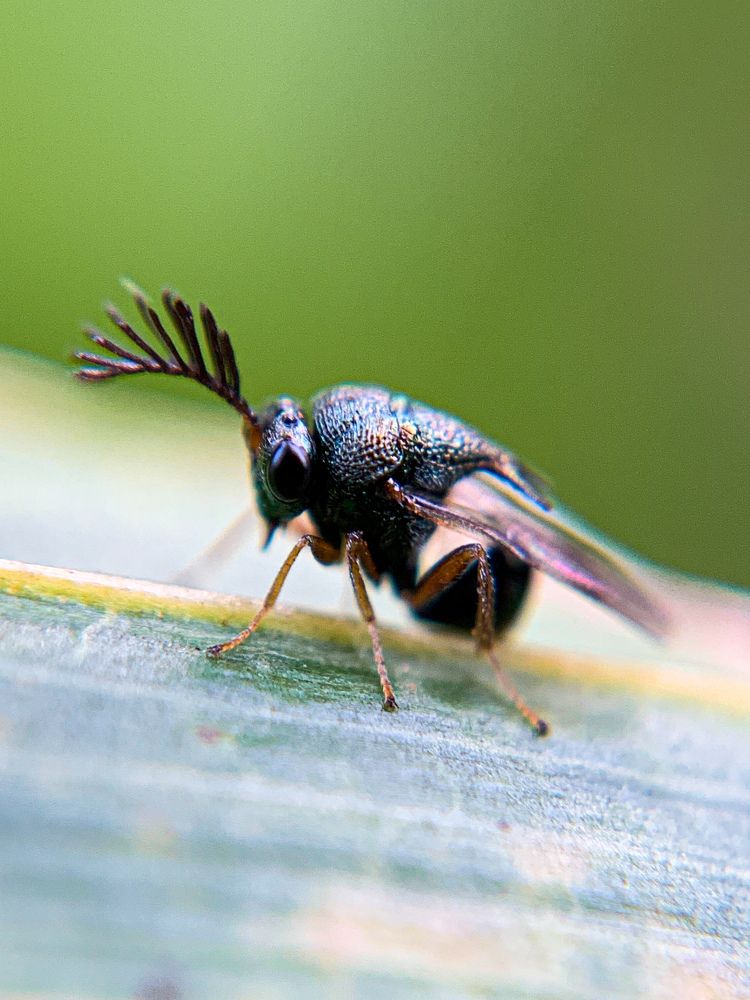 Macro