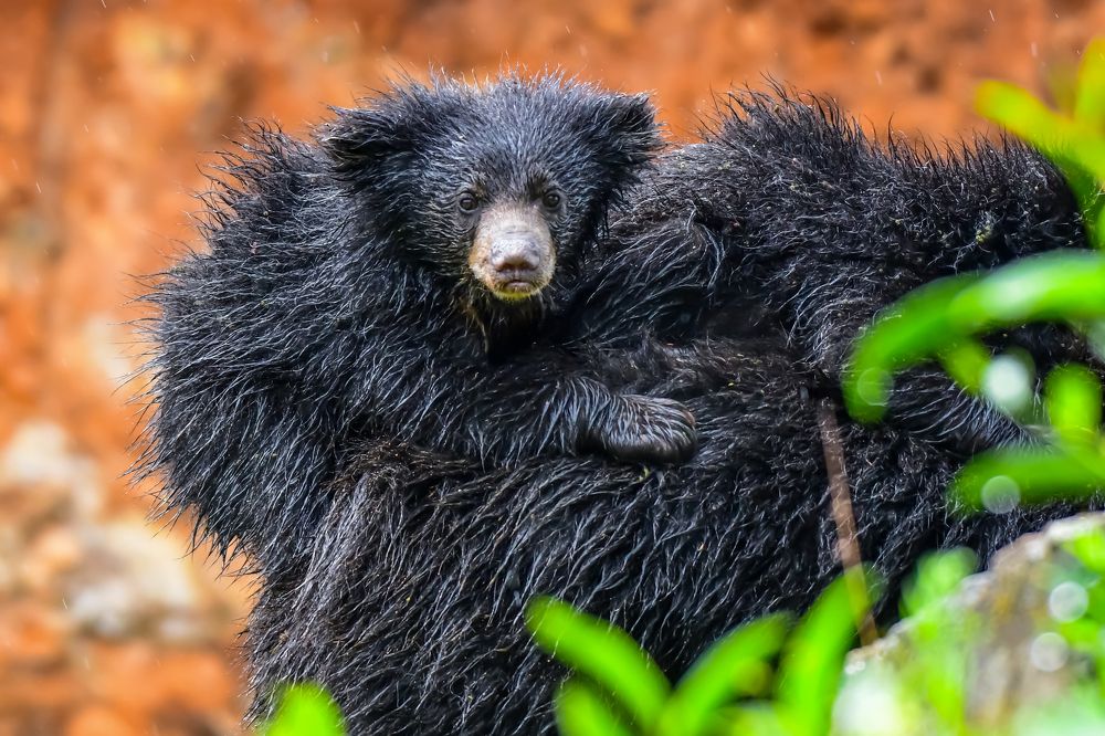 Photograph by Ranganathan Vasudevan