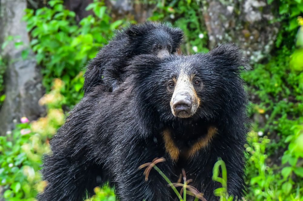 Photograph by Ranganathan Vasudevan