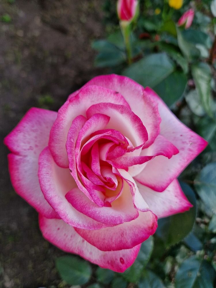 Photograph by Елена Гордеева