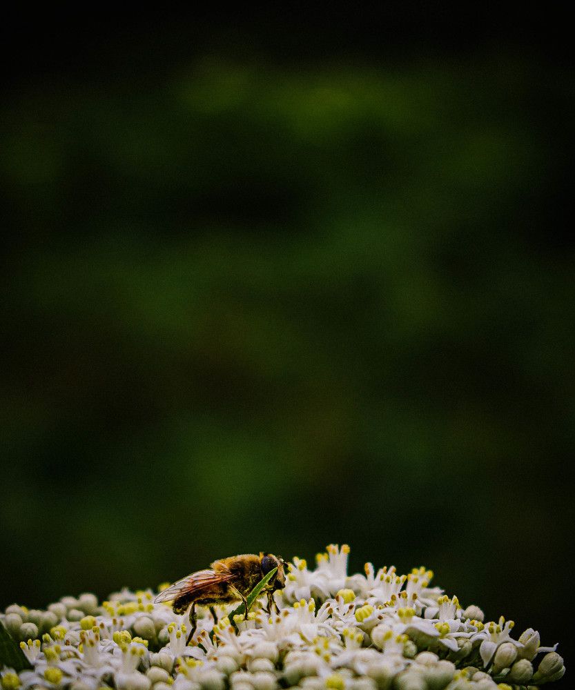 Photograph by Ardavan Fallah
