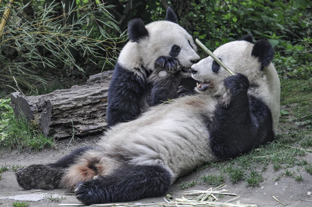 Photograph by Nikolay Isaakov