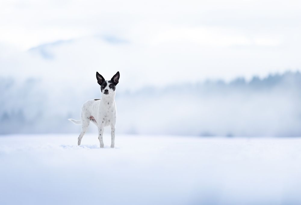 Photograph by Dshamilja