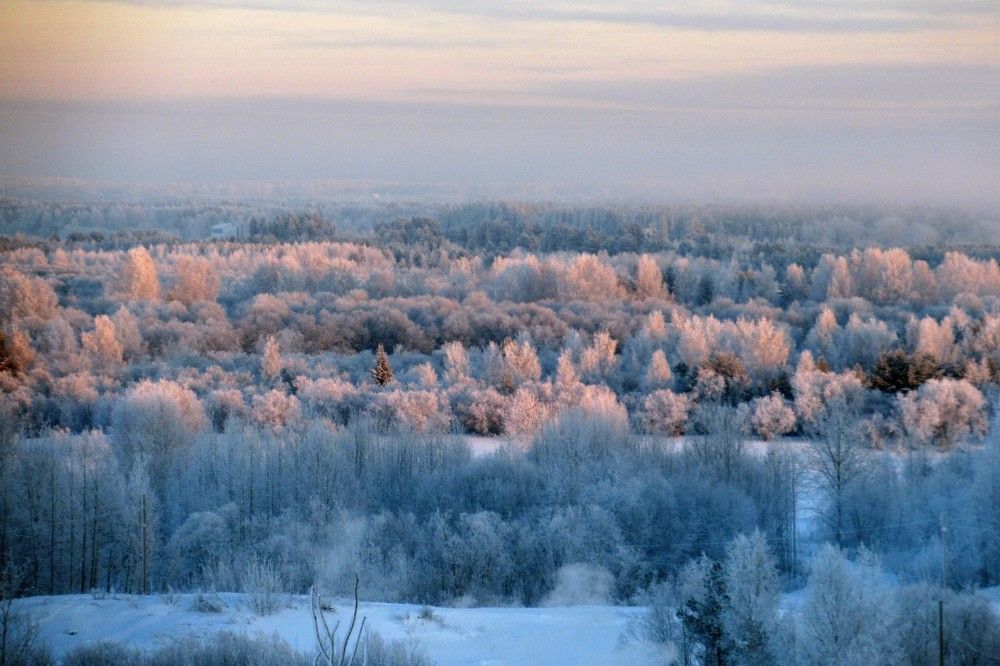 Одинокая ель