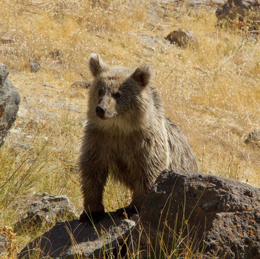 Photograph by Ahmet Aka
