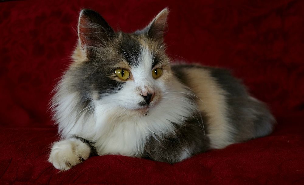 Photograph by Виктор Решетников