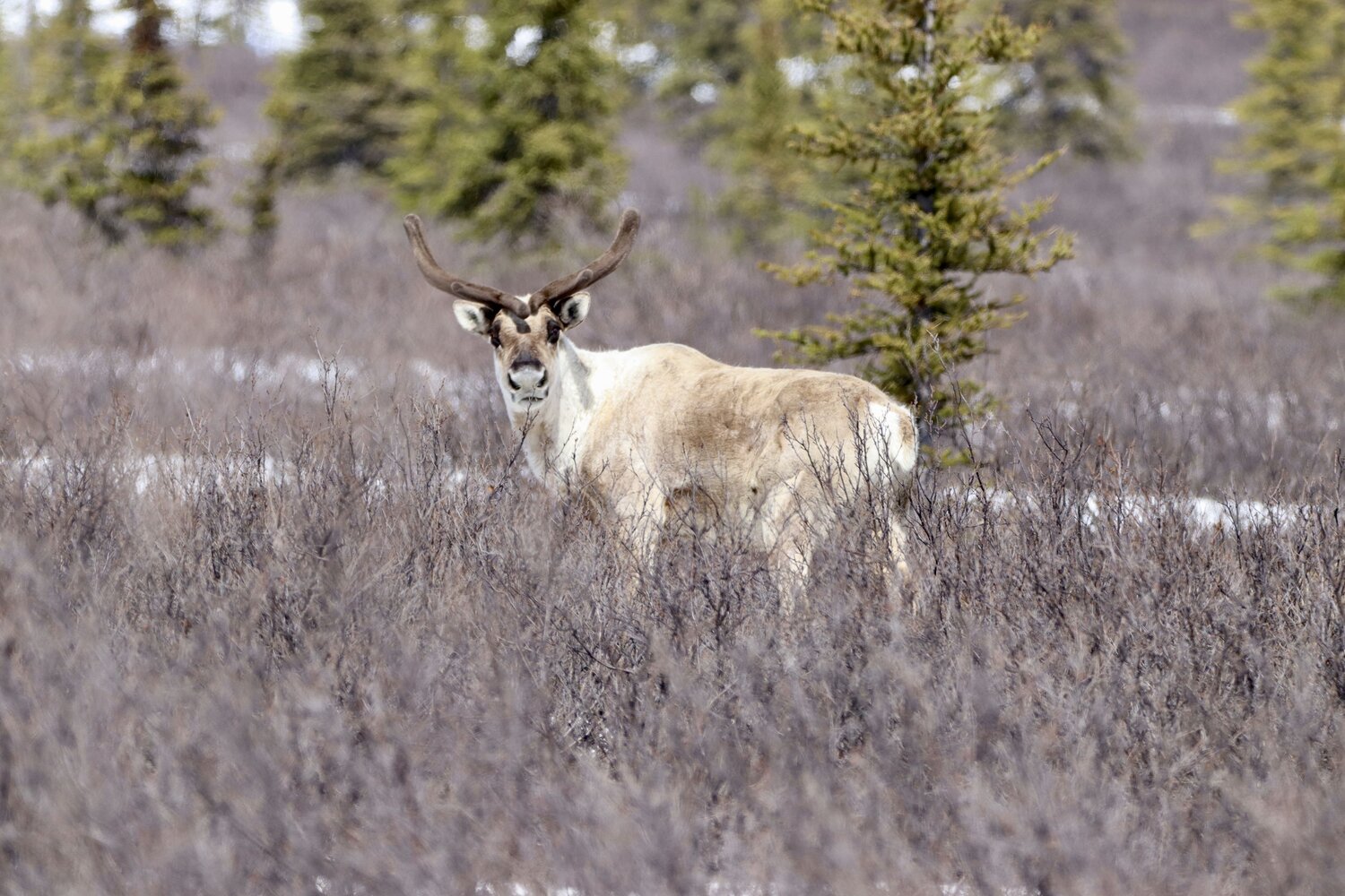 Photo #10473349
