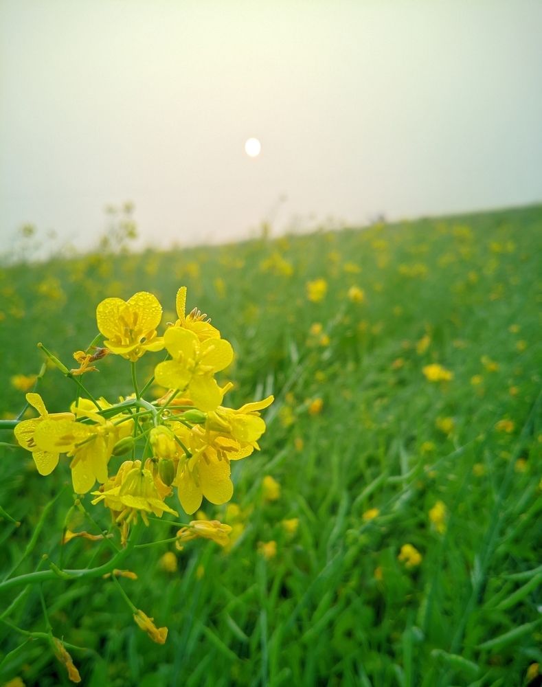 Photograph by Arif Islam